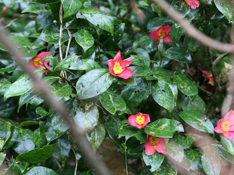 Camellia japonica var. decumbens