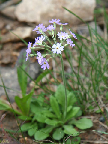 Primula modesta