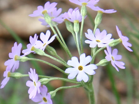 Primula modesta