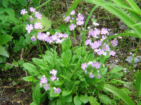 Primula modesta