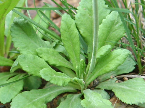 Primula modesta