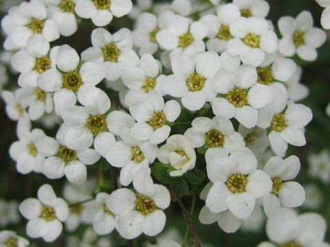 Spiraea thunbergii