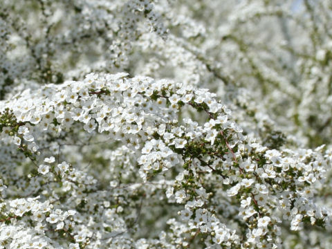 Spiraea thunbergii