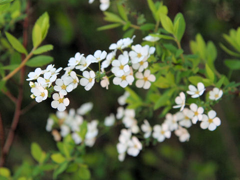 Spiraea thunbergii