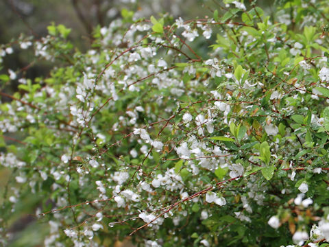 Spiraea thunbergii