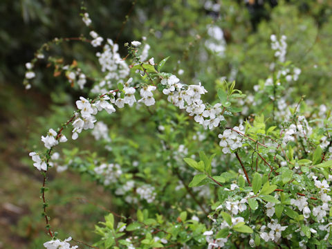 Spiraea thunbergii