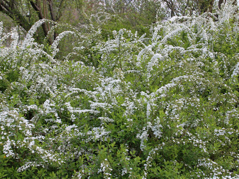 Spiraea thunbergii