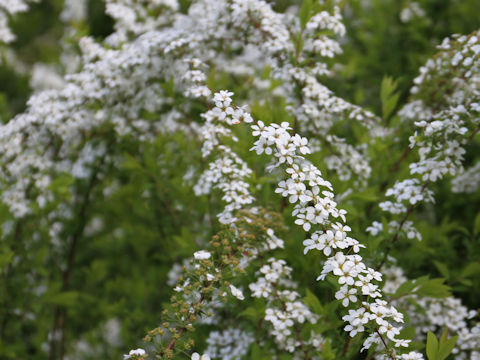 Spiraea thunbergii