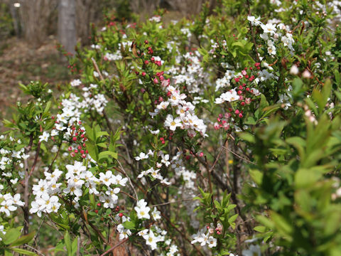 Spiraea thunbergii