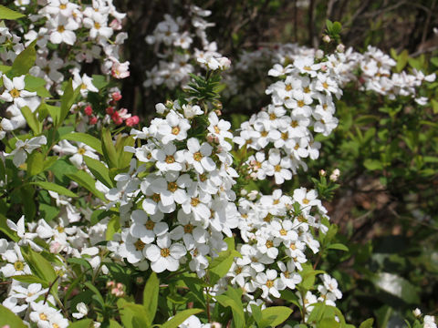 Spiraea thunbergii