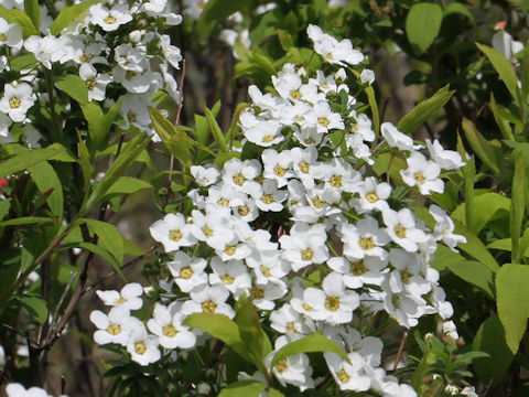 Spiraea thunbergii