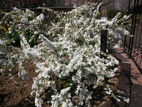 Spiraea thunbergii