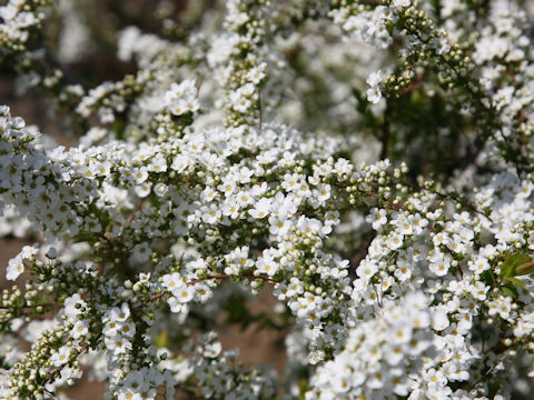 Spiraea thunbergii