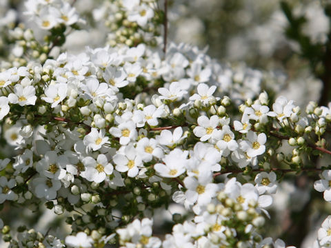 Spiraea thunbergii