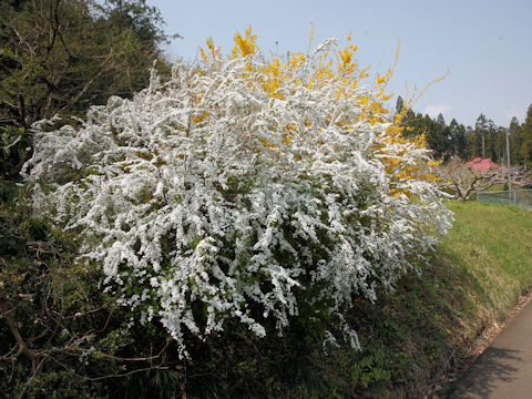 Spiraea thunbergii