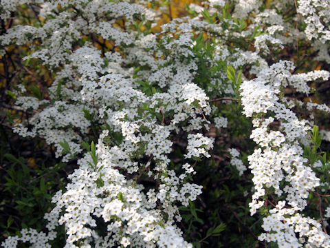 Spiraea thunbergii