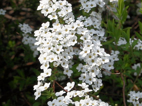 Spiraea thunbergii