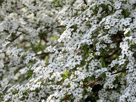 Spiraea thunbergii
