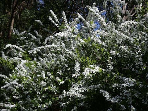 Spiraea thunbergii