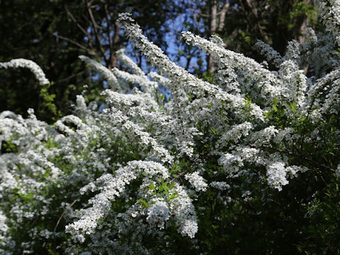 Spiraea thunbergii