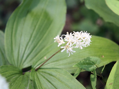 Smilacina japonica