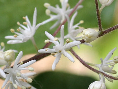 Smilacina japonica