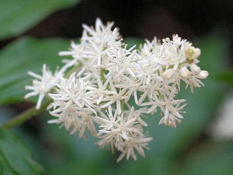 Smilacina japonica