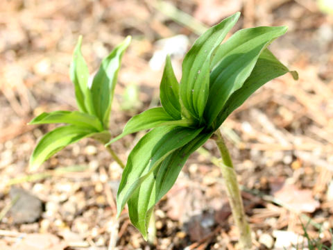 Smilacina japonica