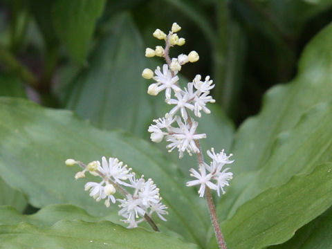 Smilacina japonica