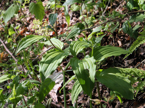 Smilacina japonica