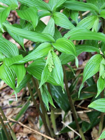 Smilacina japonica