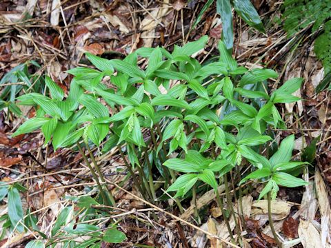 Smilacina japonica