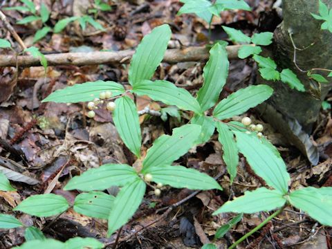 Smilacina japonica