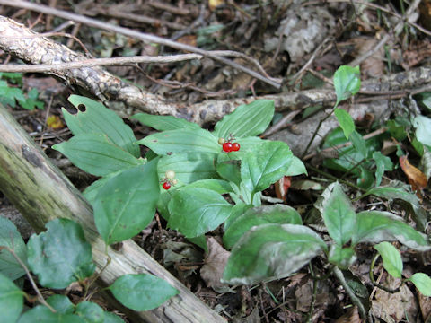 Smilacina japonica