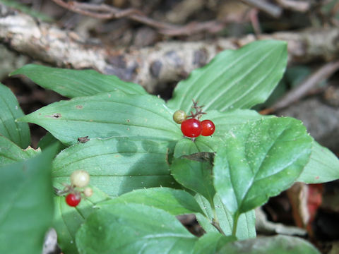 Smilacina japonica