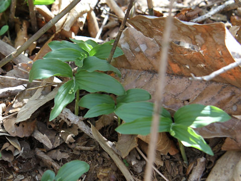 Smilacina japonica