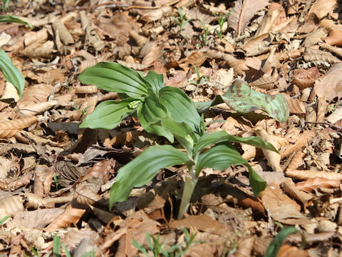 Smilacina japonica