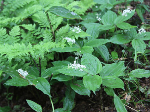 Smilacina japonica