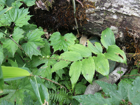 Smilacina japonica