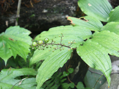 Smilacina japonica