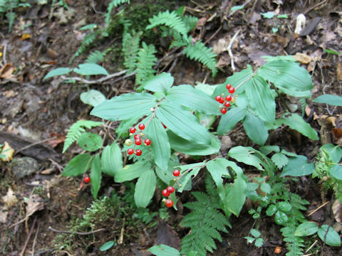 Smilacina japonica