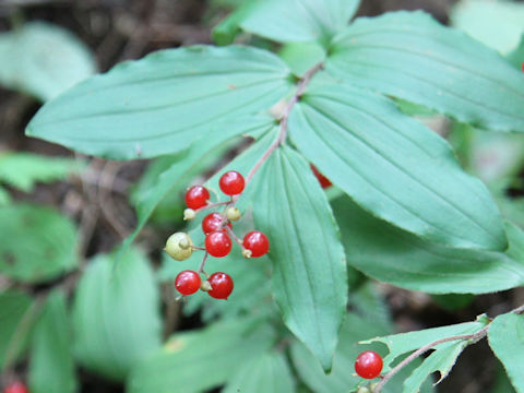 Smilacina japonica