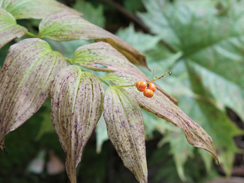 Smilacina japonica