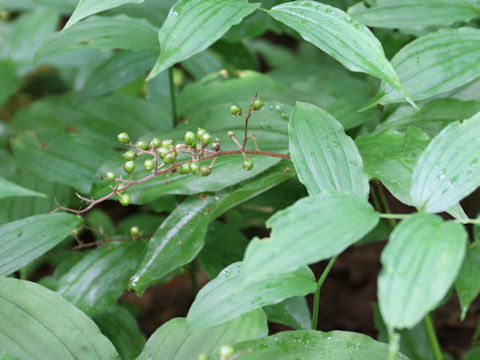 Smilacina japonica