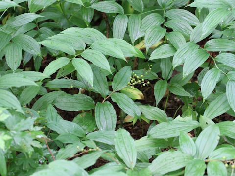 Smilacina japonica