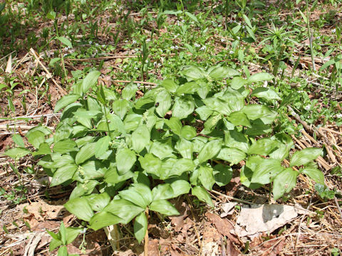 Smilacina japonica