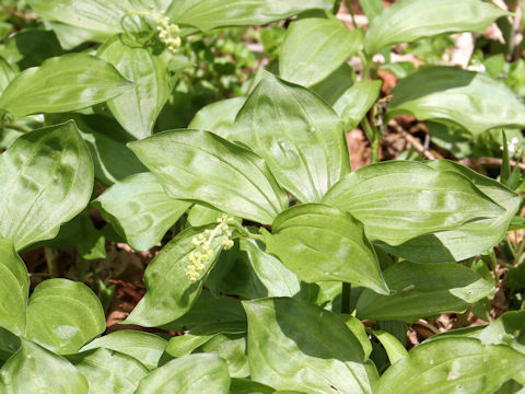 Smilacina japonica