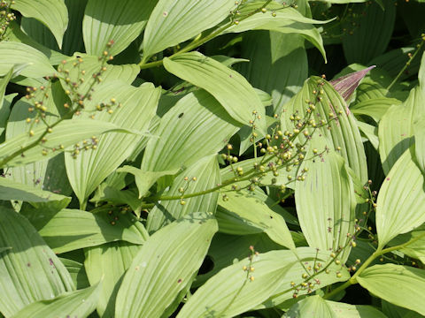 Smilacina japonica