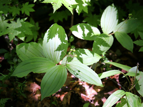 Smilacina japonica