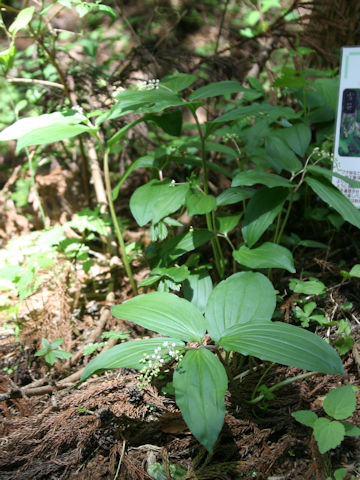 Smilacina japonica